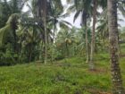 Coconut Estate for Sale in Kurunegala