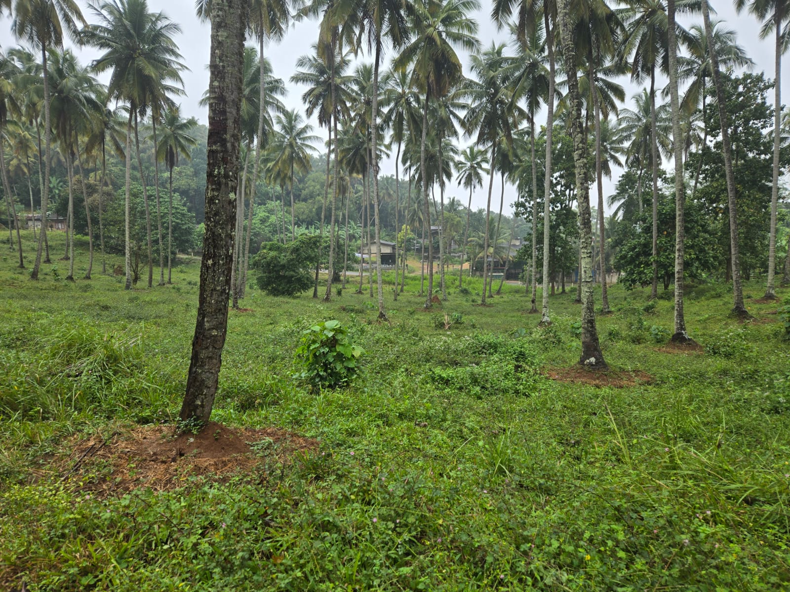 Coconut Estate for Sale in Kurunegala