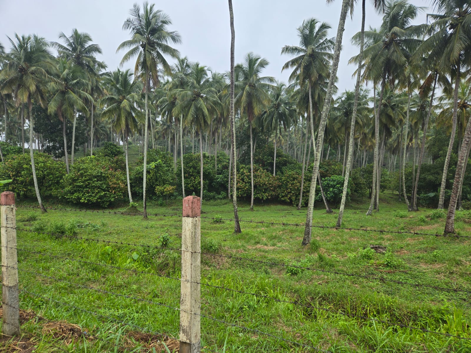 Coconut Estate for Sale in Kurunegala