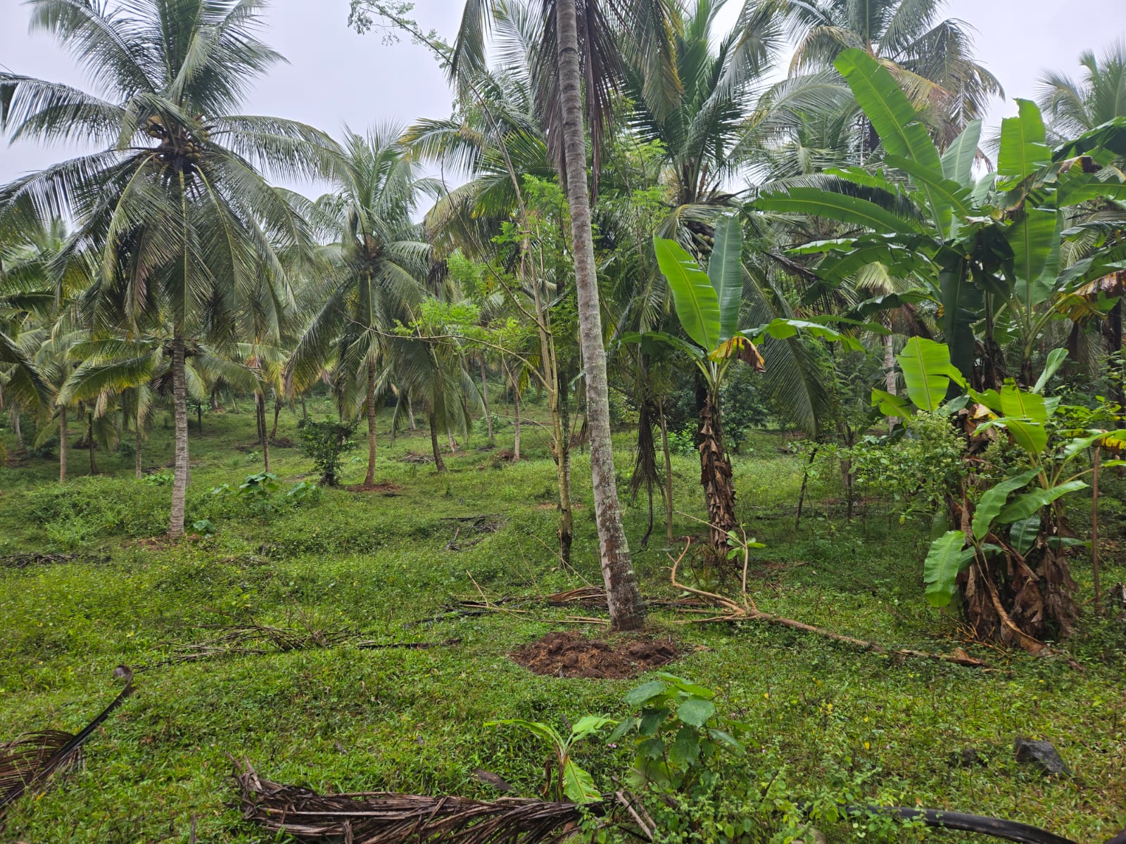 Coconut Estate for Sale in Kurunegala