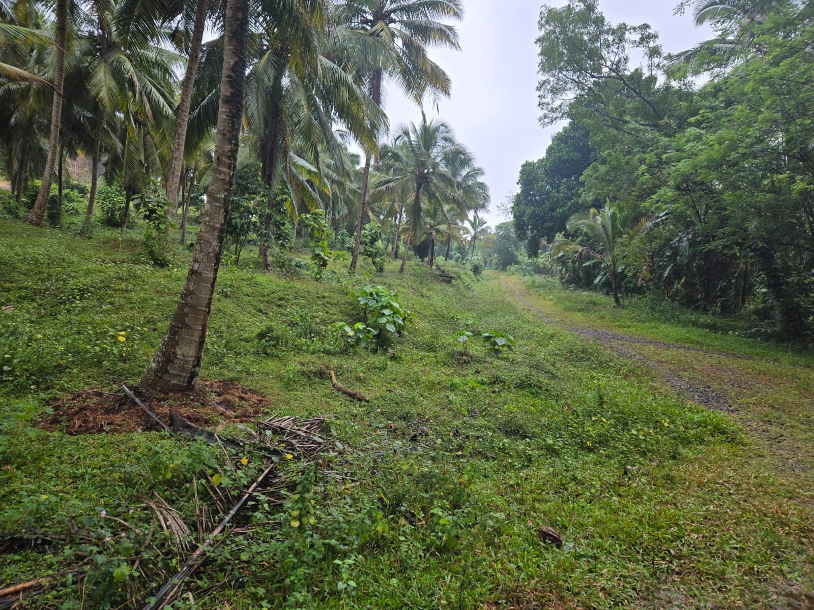 Coconut Estate for Sale in Kurunegala