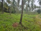 Coconut Estate for Sale in Kurunegala