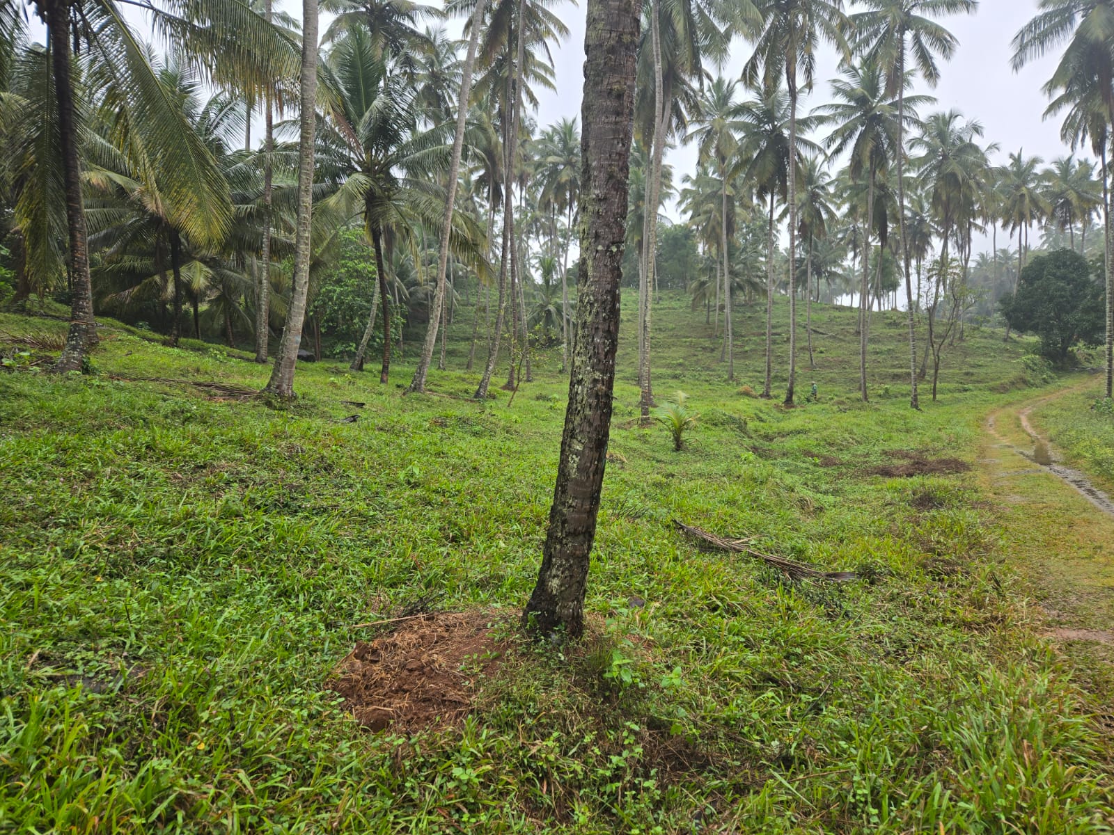 Coconut Estate for Sale in Kurunegala