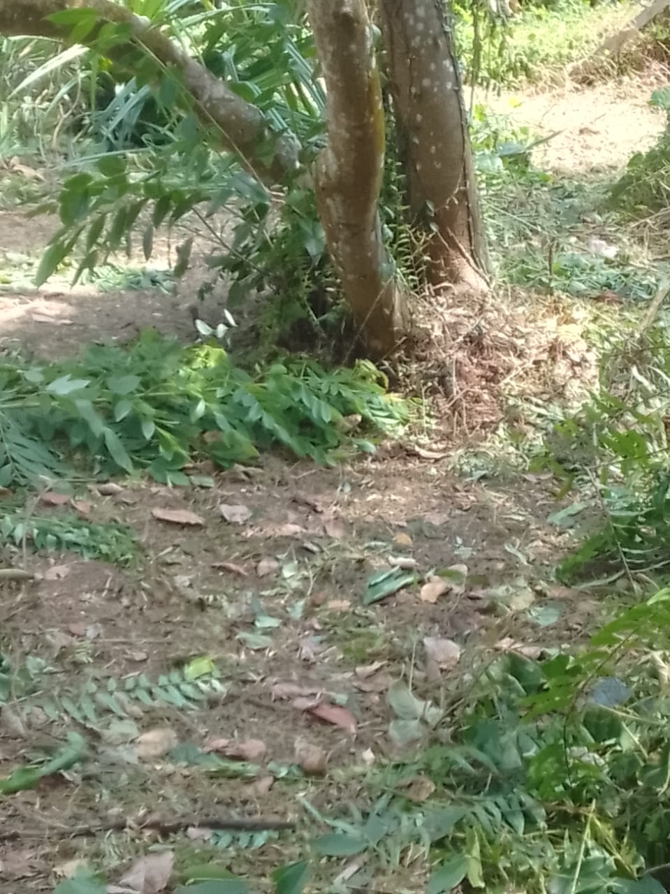 Land for Sale in Divulapitiya