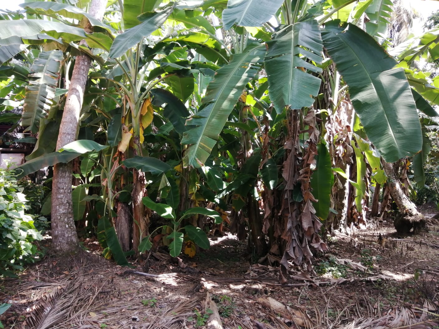 Residential Land for Sale in Kalutara