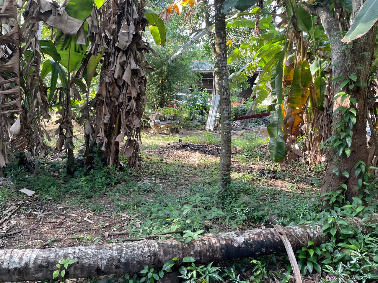 Land Sale in Pamunuwa