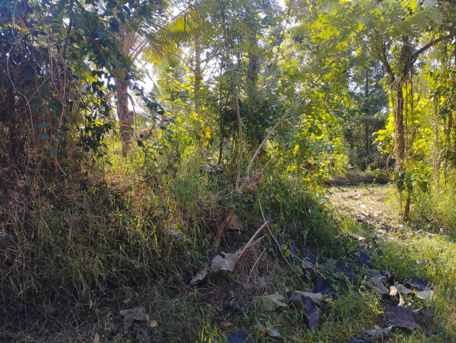 Residential Land for Sale near  Piduruwella