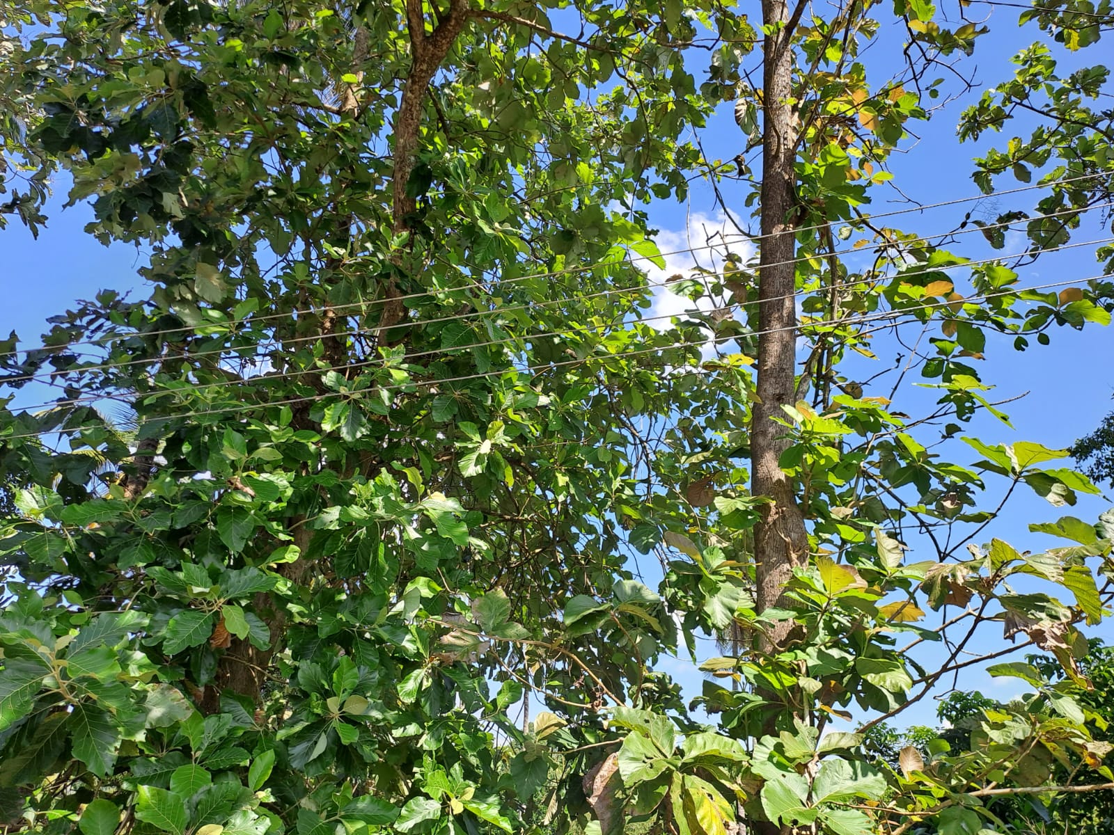 Land For Sale In Gampaha Yakkala