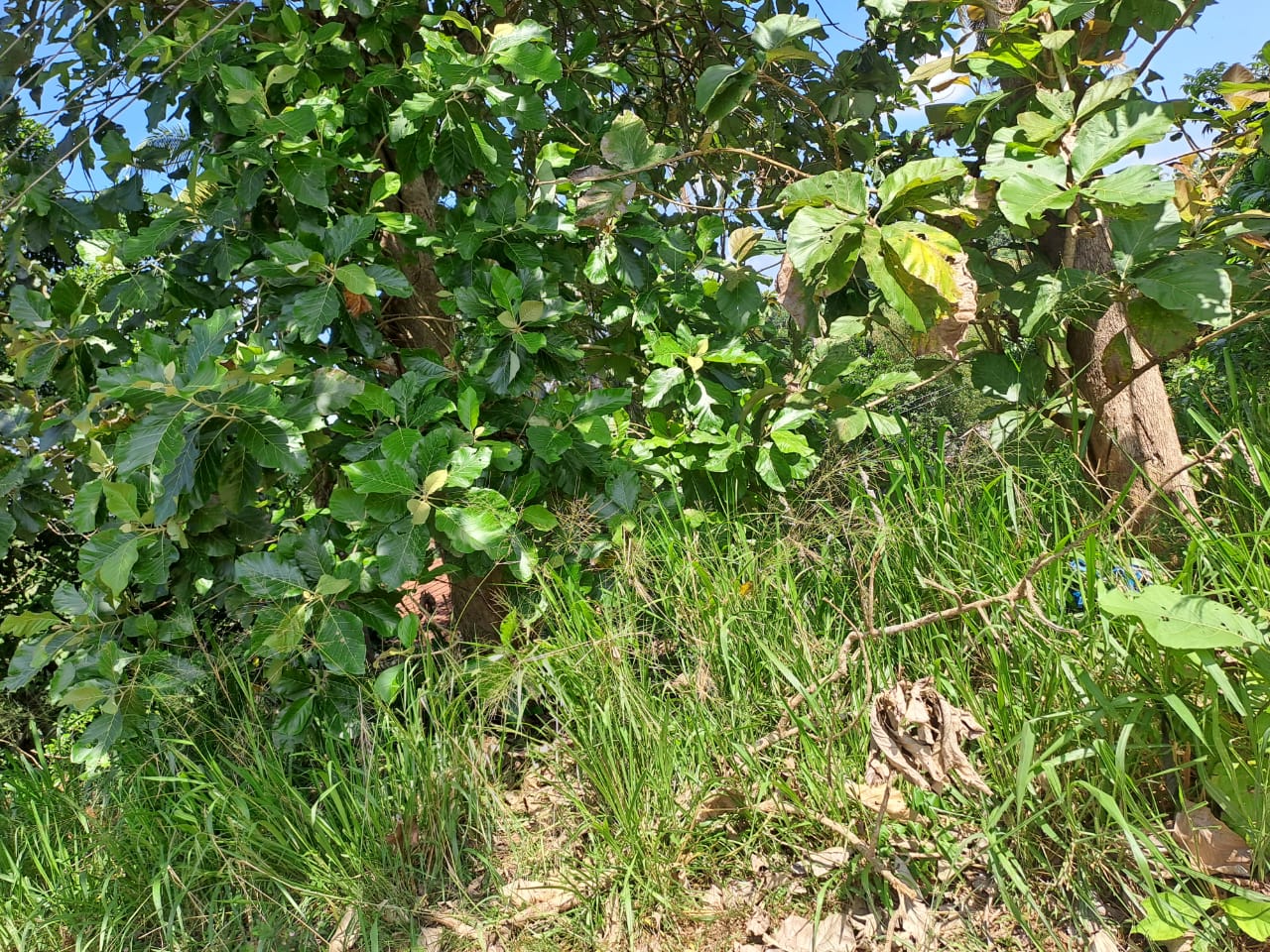 Land For Sale In Gampaha Yakkala