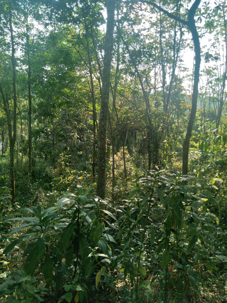 Land for Sale Galapitamada Alpitiya