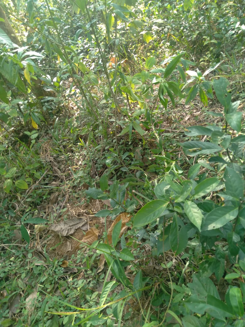 Land for Sale Galapitamada Alpitiya