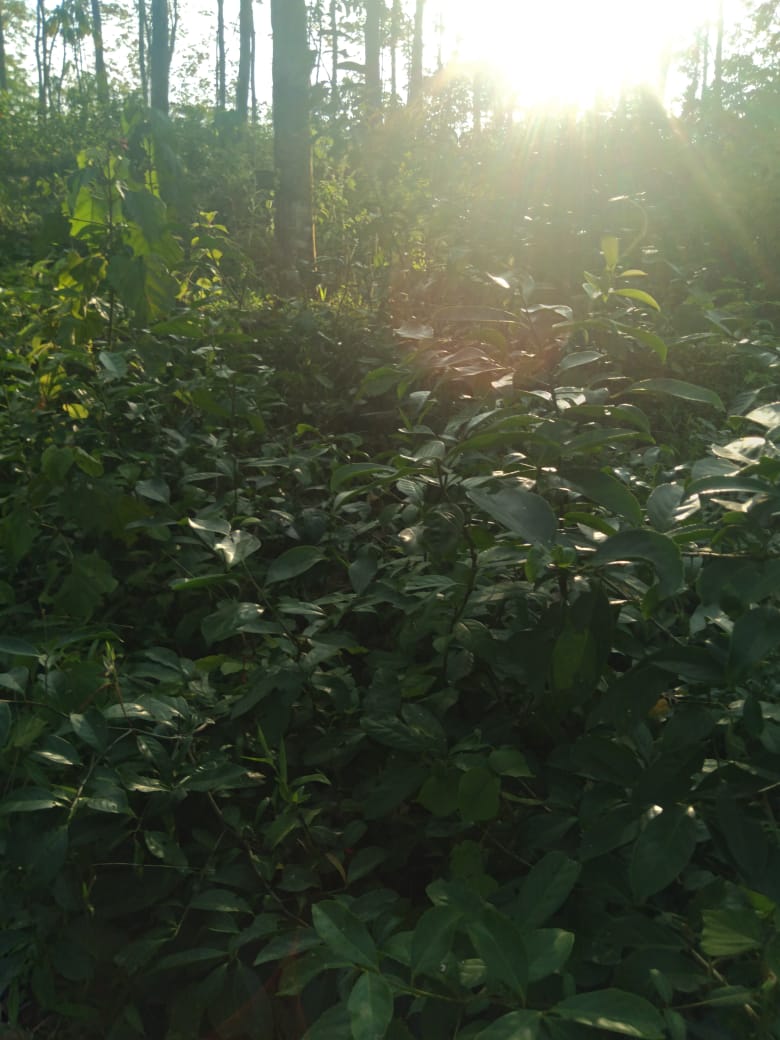 Land for Sale Galapitamada Alpitiya