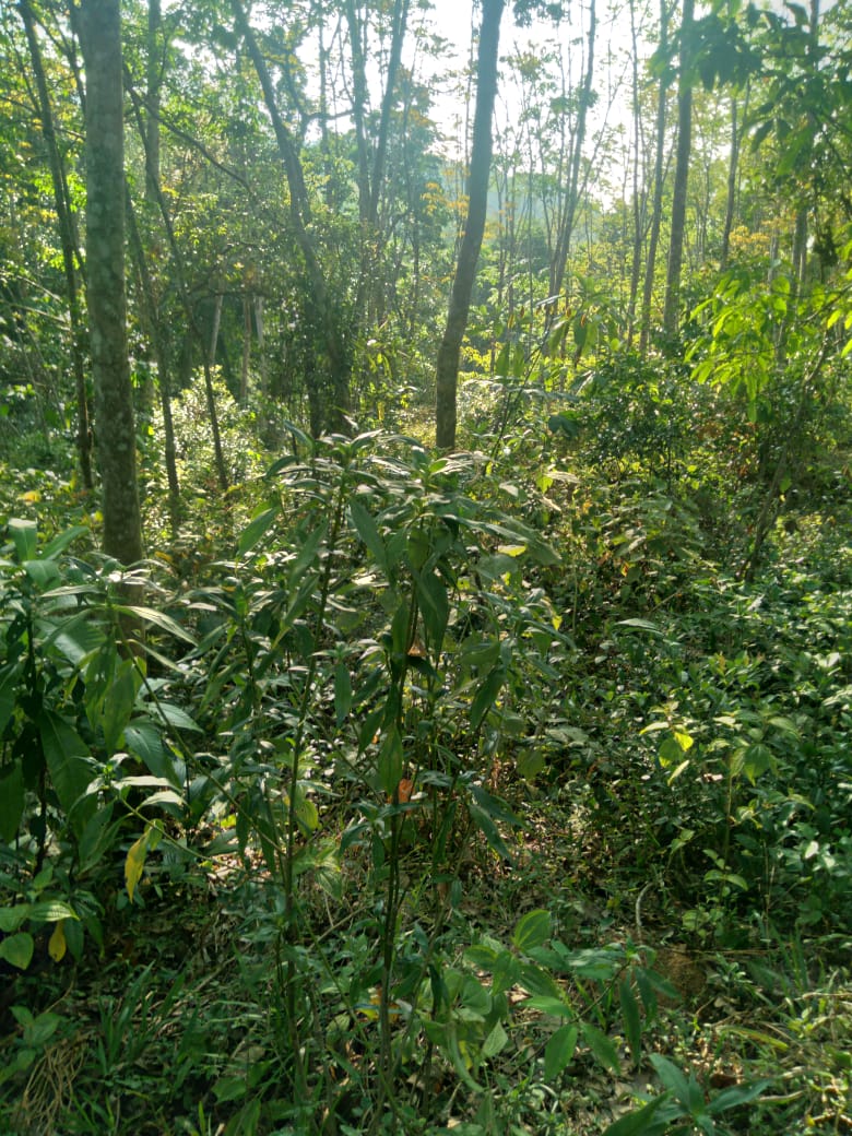 Land for Sale Galapitamada Alpitiya