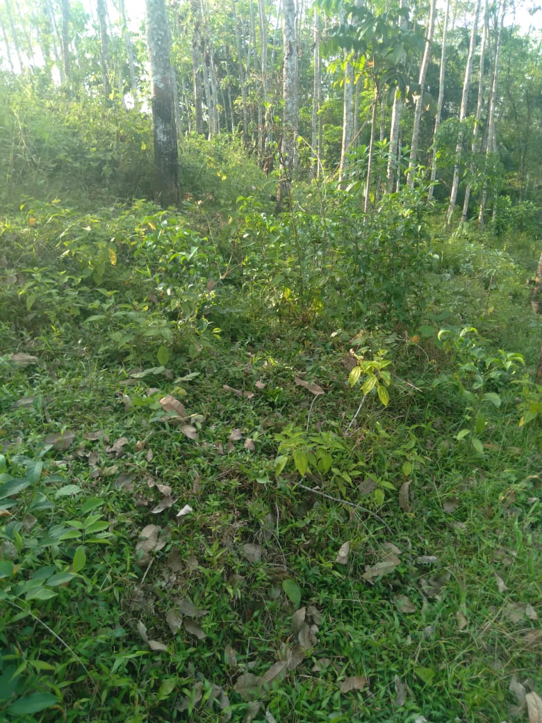 Land for Sale Galapitamada Alpitiya