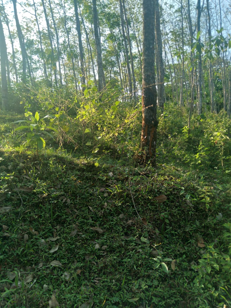 Land for Sale Galapitamada Alpitiya