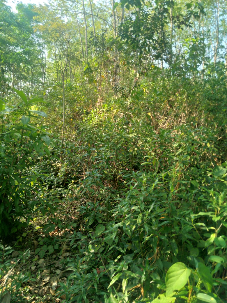 Land for Sale Galapitamada Alpitiya