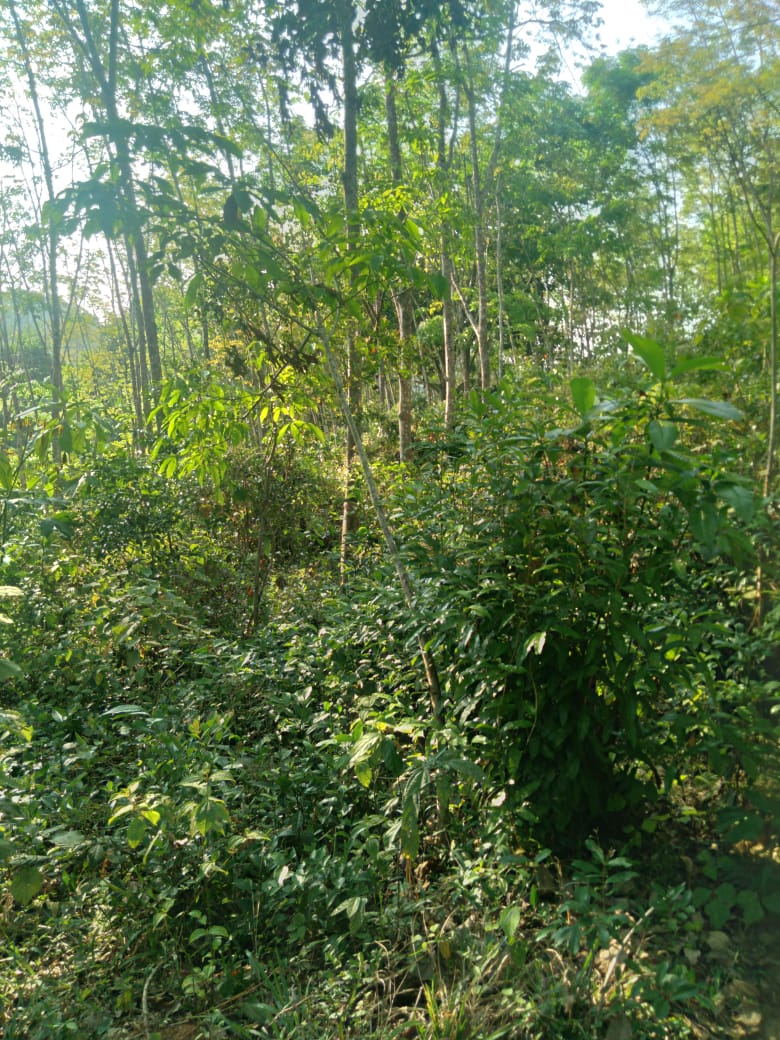 Land for Sale Galapitamada Alpitiya