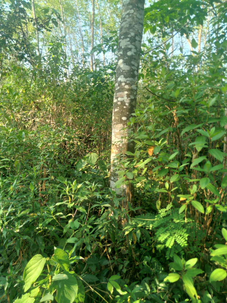 Land for Sale Galapitamada Alpitiya