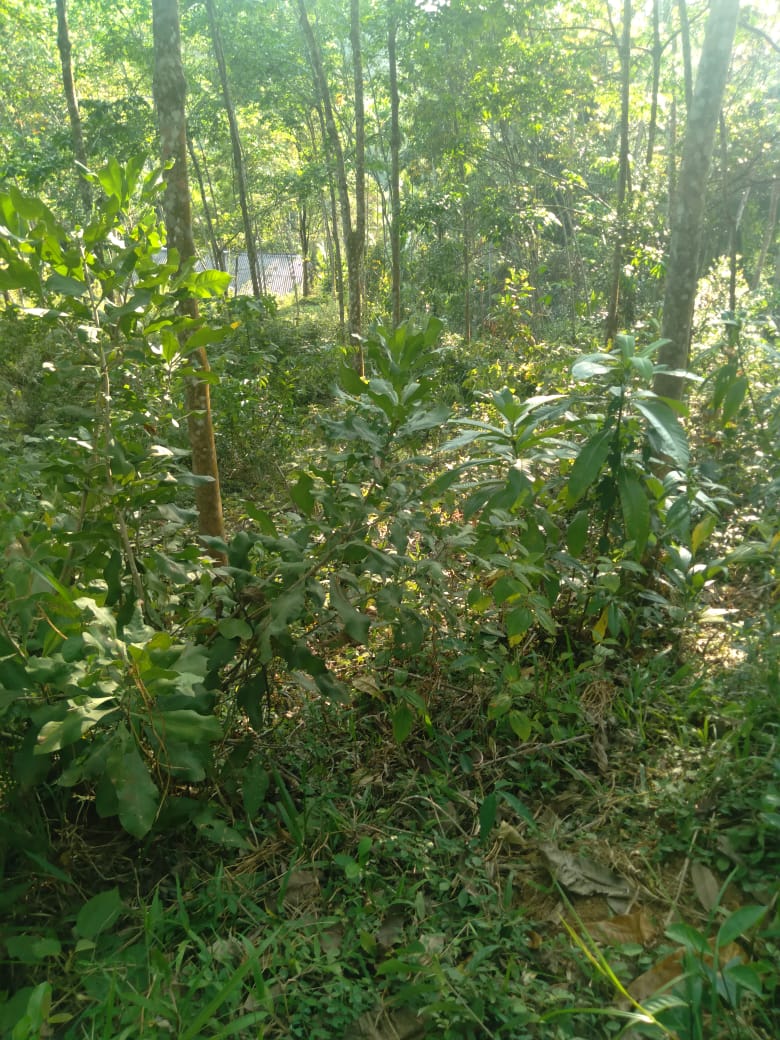 Land for Sale Galapitamada Alpitiya