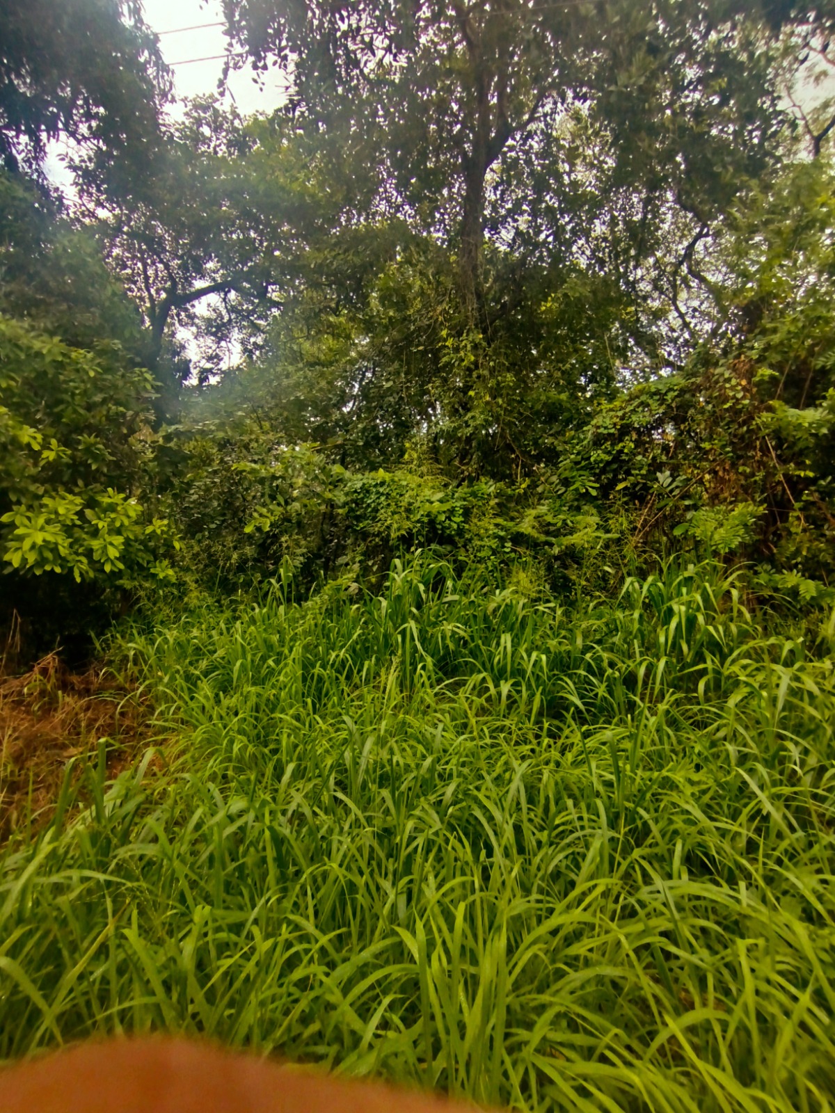 Commercial Land for Sale in Dambulla