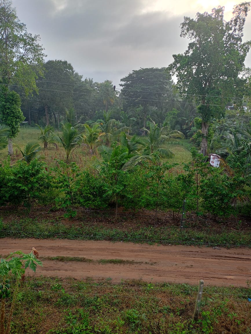 අබෝගම ගල්ගමුව ප්‍රධාන මාර්ගයට ආසන්න අක්කර 2ක වටිනා ඉඩම විකිණීමට