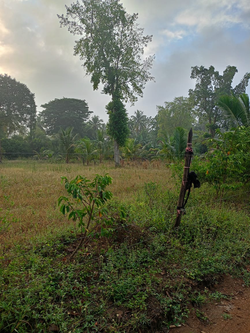 අබෝගම ගල්ගමුව ප්‍රධාන මාර්ගයට ආසන්න අක්කර 2ක වටිනා ඉඩම විකිණීමට