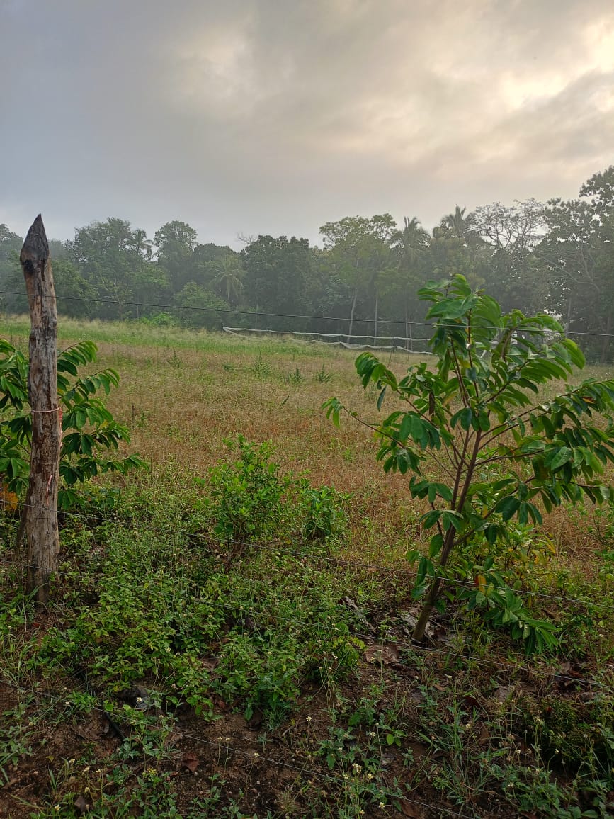 අබෝගම ගල්ගමුව ප්‍රධාන මාර්ගයට ආසන්න අක්කර 2ක වටිනා ඉඩම විකිණීමට