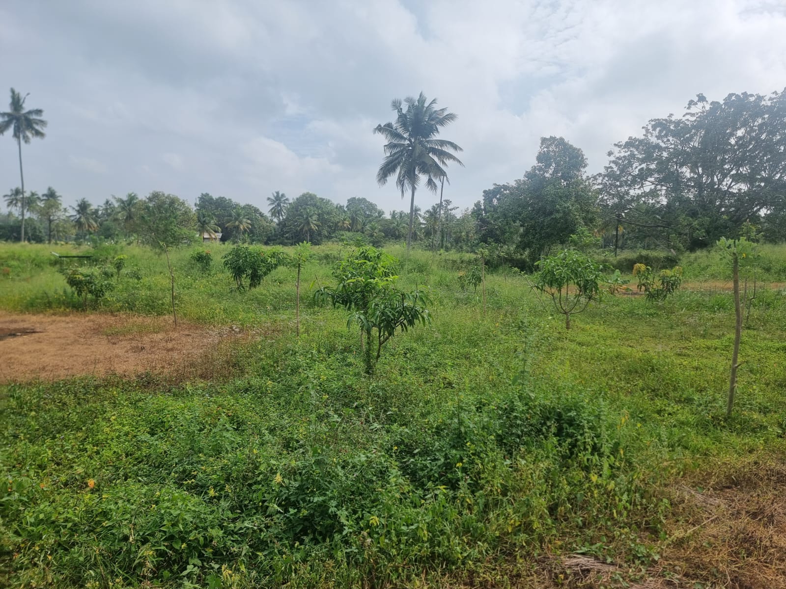 Land for sale in Dematagahapalassa – Kurunegala