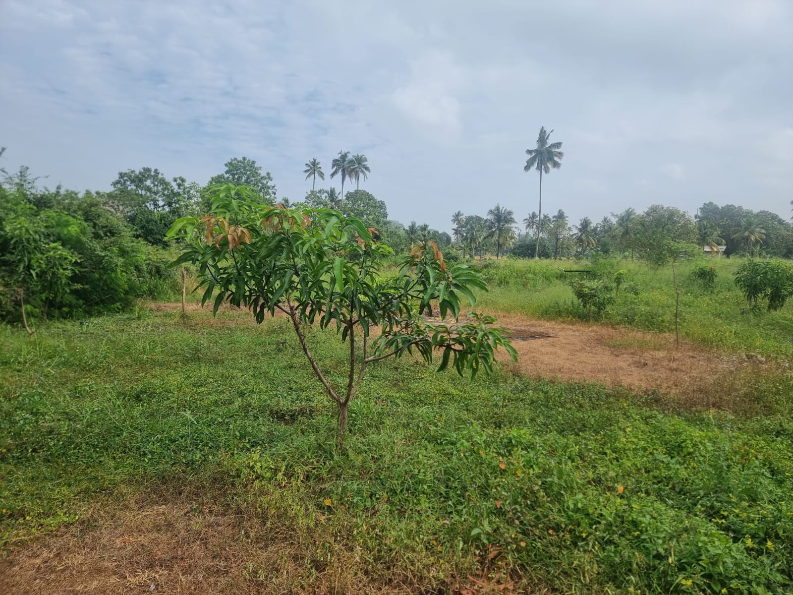 Land for sale in Dematagahapalassa – Kurunegala