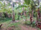 Land For Sale In Kalutara