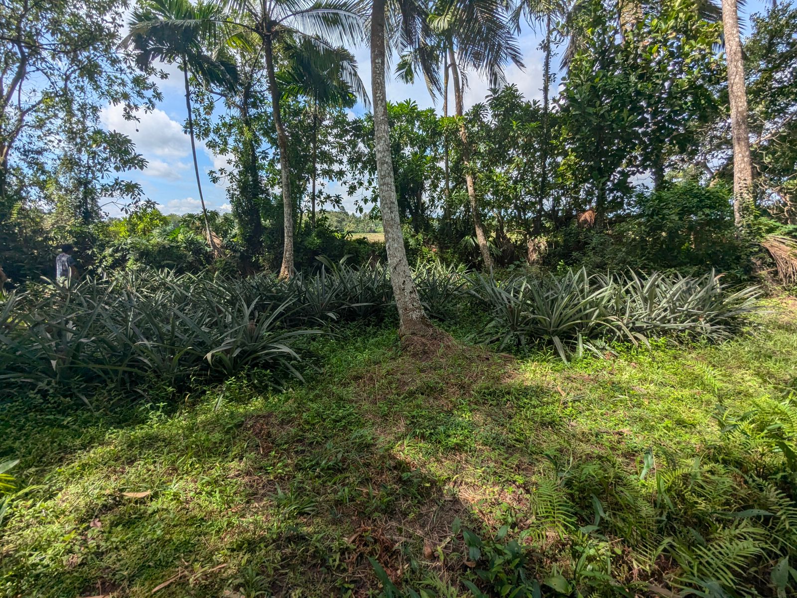 House with Big Land for Sale in Madampella, Negombo