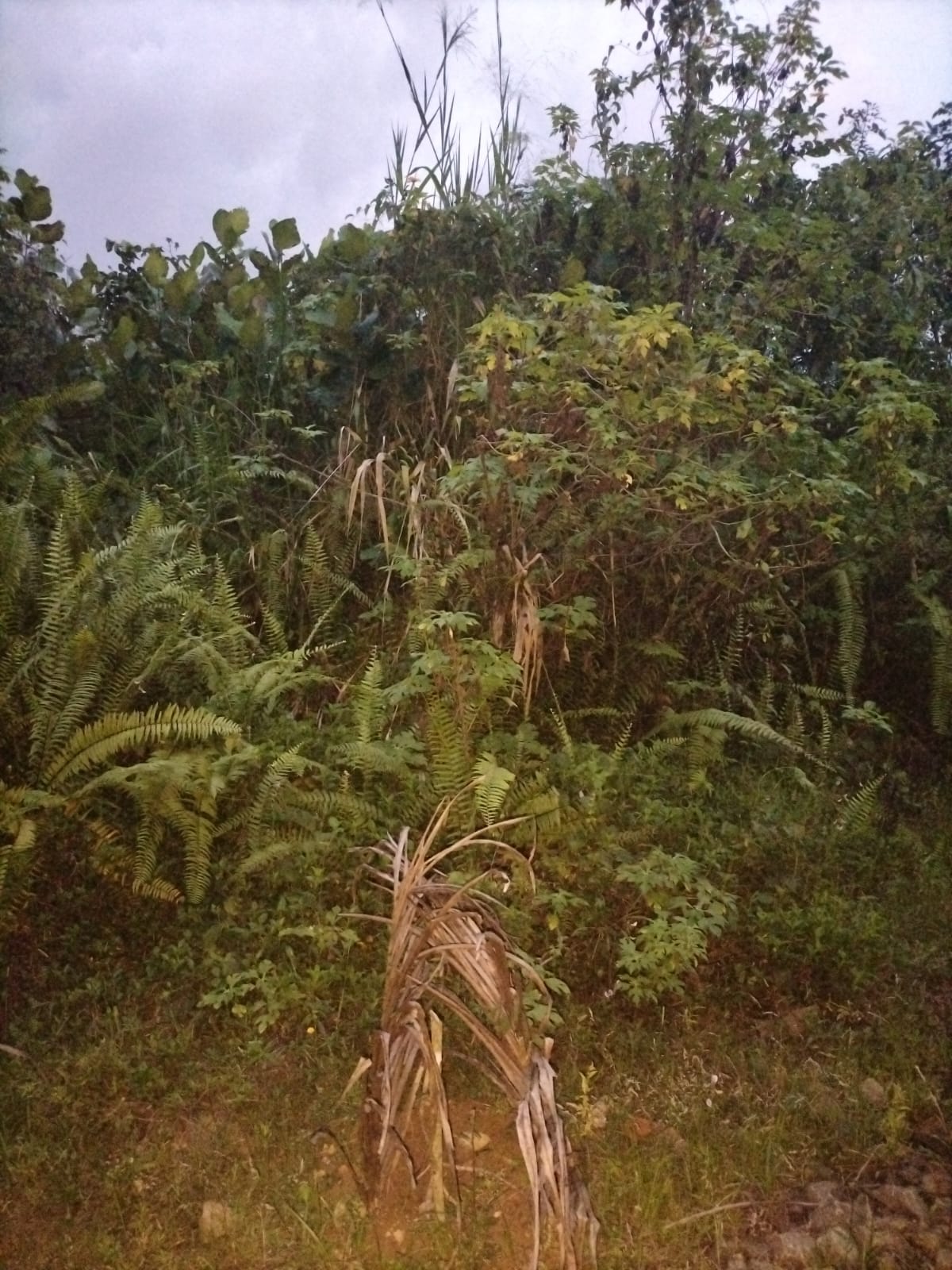 Land For Sale In Kuruwita