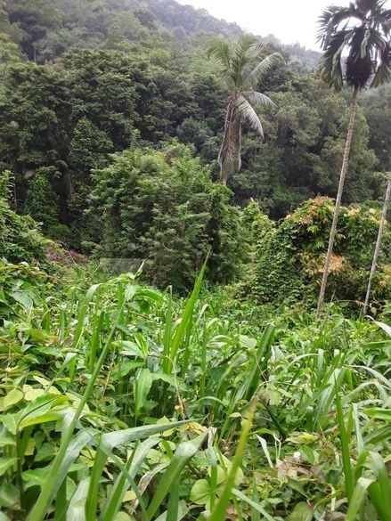 Land for Sale in Eheliyagoda Parakaduwa