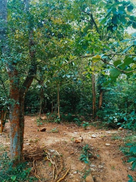 ඇල්ල වැල්ලවාය ආසන්නයෙන් වටිනා ඉඩමක්