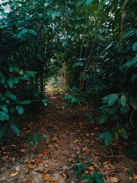 ඇල්ල වැල්ලවාය ආසන්නයෙන් වටිනා ඉඩමක්