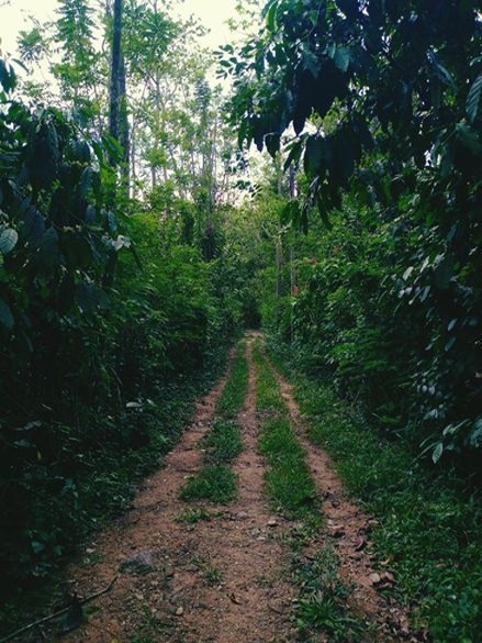 ඇල්ල වැල්ලවාය ආසන්නයෙන් වටිනා ඉඩමක්