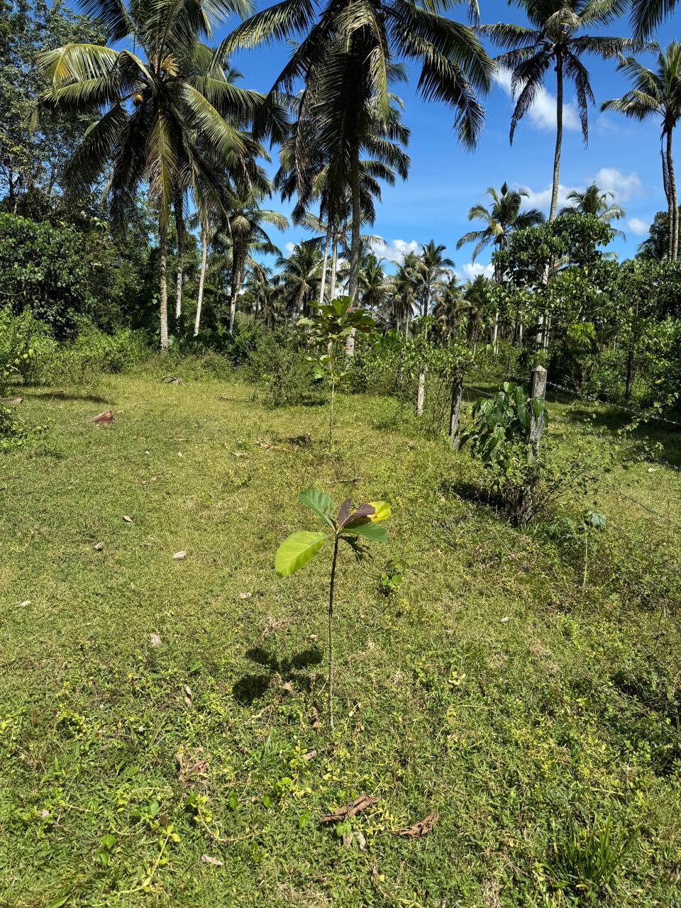 Land for Sale Horana