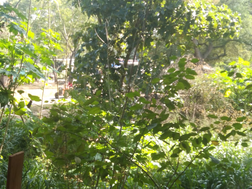 Saw Mill for Sale Wellawaya