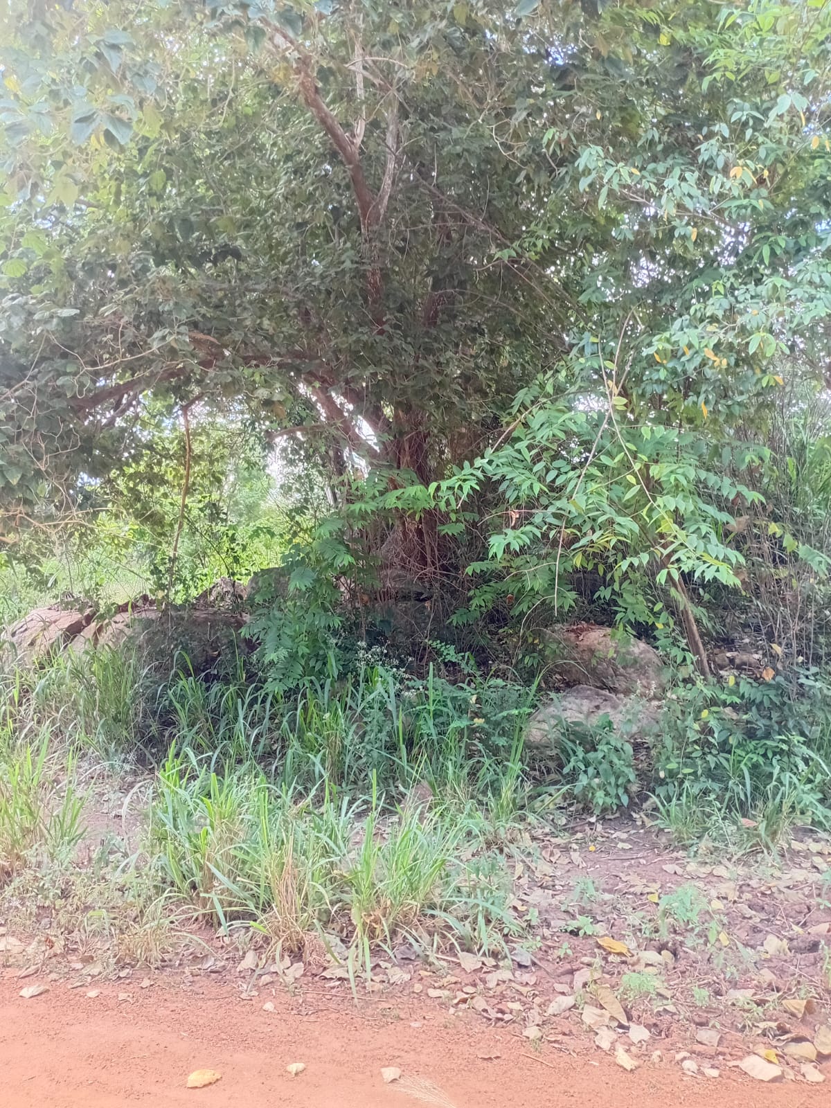 Land with Shop for Sale Dambulla