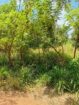 Land with Shop for Sale Dambulla