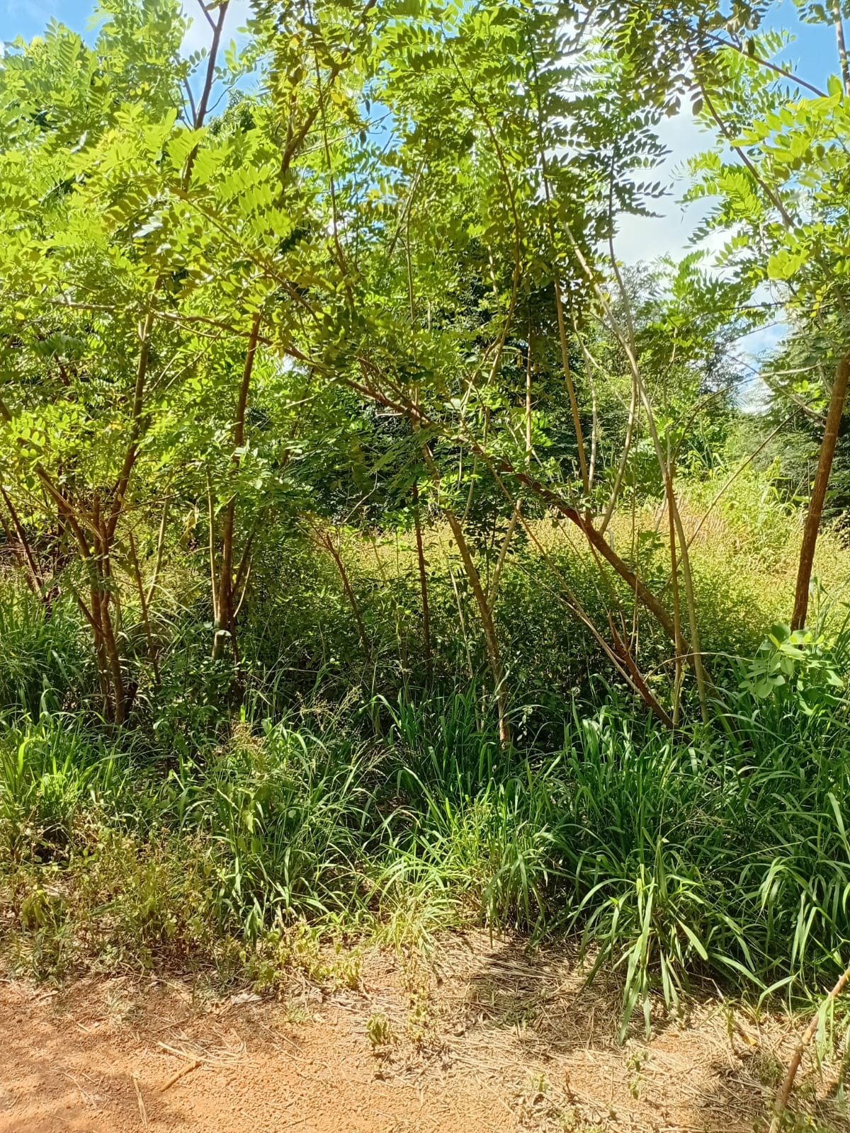 Land with Shop for Sale Dambulla