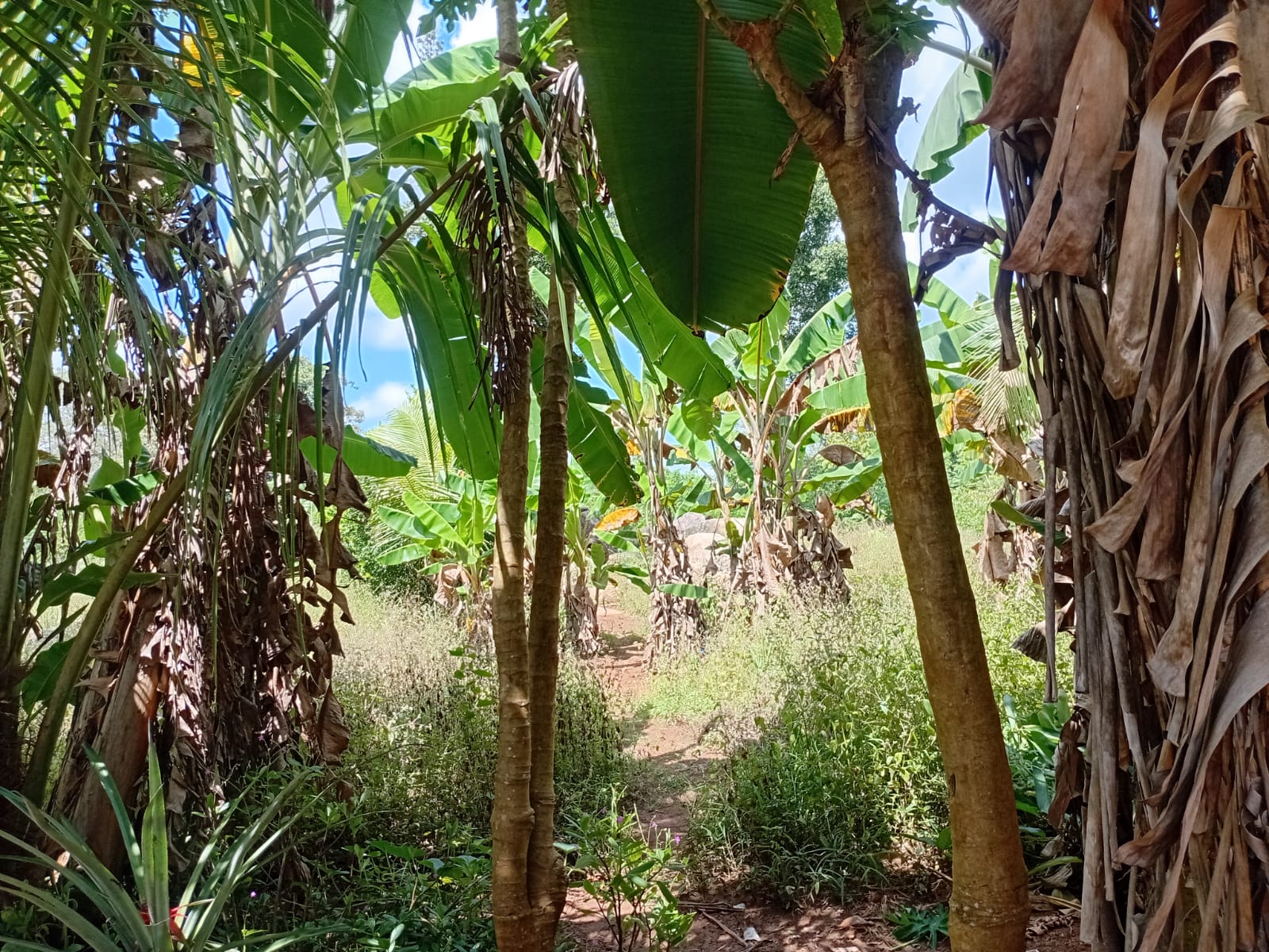 Land with Shop for Sale Dambulla