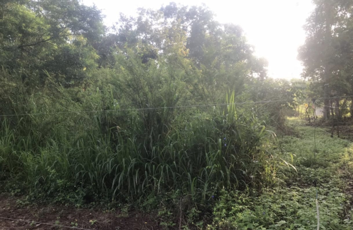 අක්කර 2ක වගා ඉඩම විකීනීමට තණමල්විල