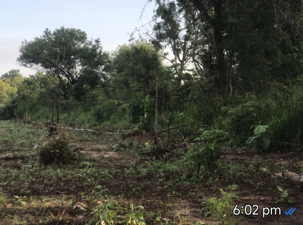 අක්කර 2ක වගා ඉඩම විකීනීමට තණමල්විල