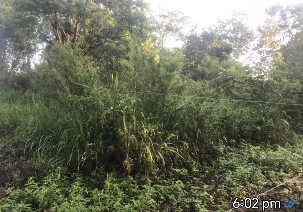 අක්කර 2ක වගා ඉඩම විකීනීමට තණමල්විල