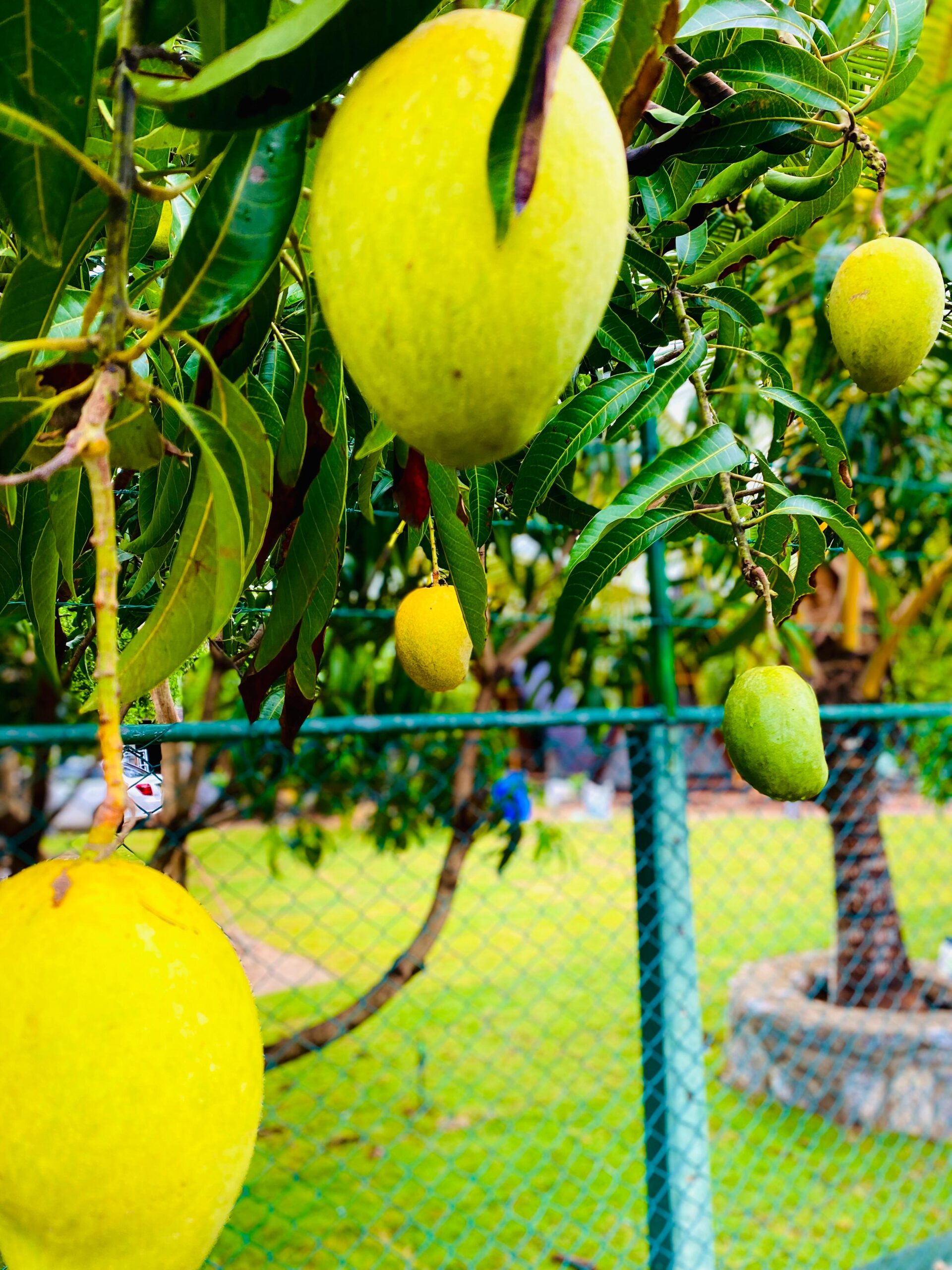 Hotel for Sale Katharagama