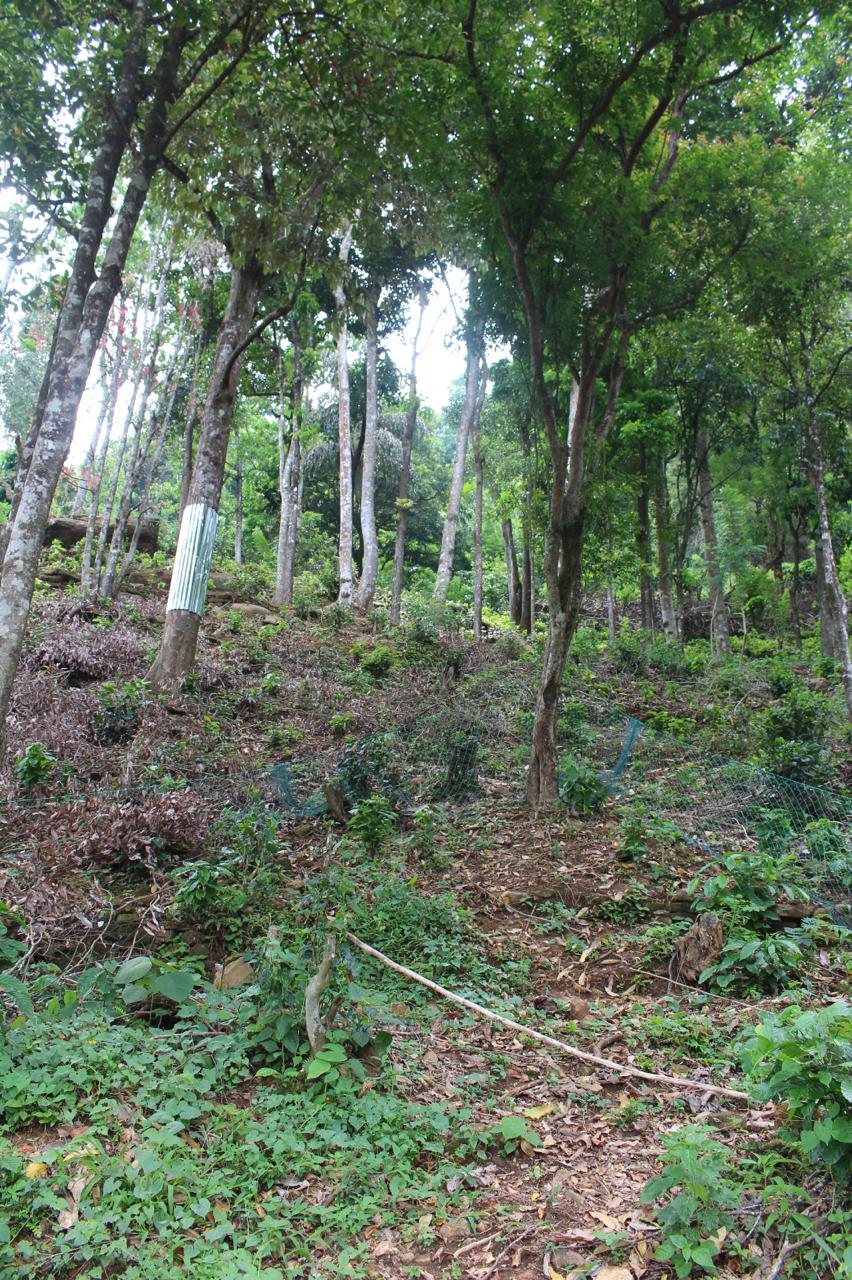 300 Perch Main Road Hill Country Land for Sale Ginigathhena