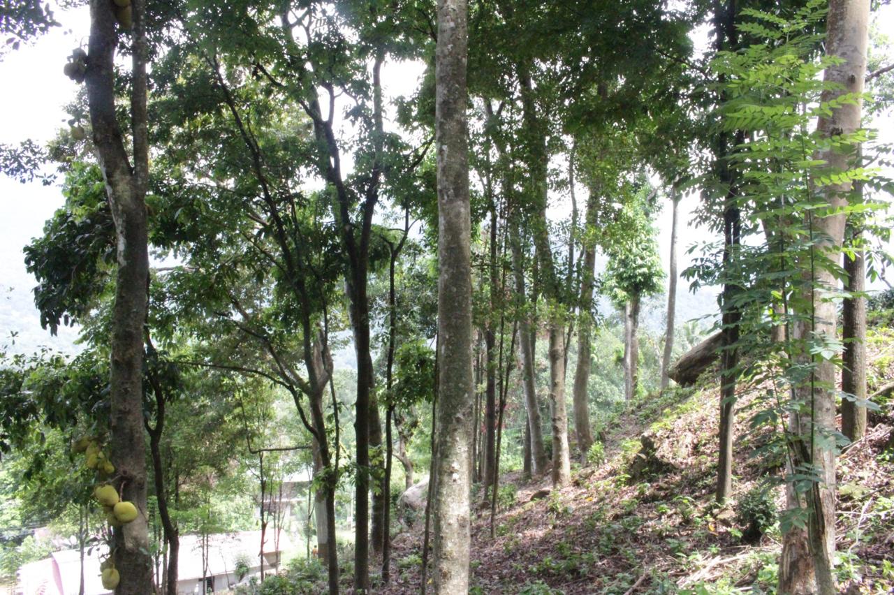 300 Perch Main Road Hill Country Land for Sale Ginigathhena