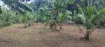 15 Perches Land for Sale in Bopitiya, Giriulla