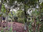 Land for Sale Polgasowita